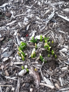 The green tips of spring flowers poking their heads up through the ground.