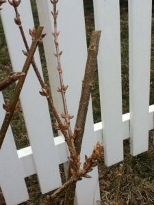 Forsythia buds -- time to cut a few to bring inside to force for early yellow color!