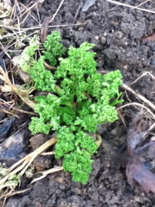 Parsley survived the winter!