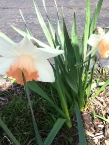 Peach-center daffodils